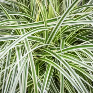 Carex 'Feather Falls'